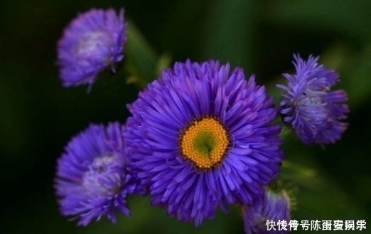 阳台养花就选这4款,花朵超漂亮,开花勤快