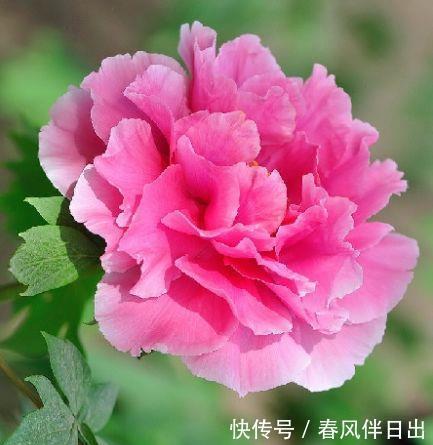 对待新手超友好的几款花卉,不用操心,媲美玫瑰,花朵姿态万千