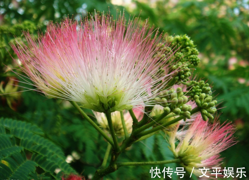 神经衰弱|一味中药,让你不生气、不焦虑、不悲伤、不抑郁,你值得拥有!