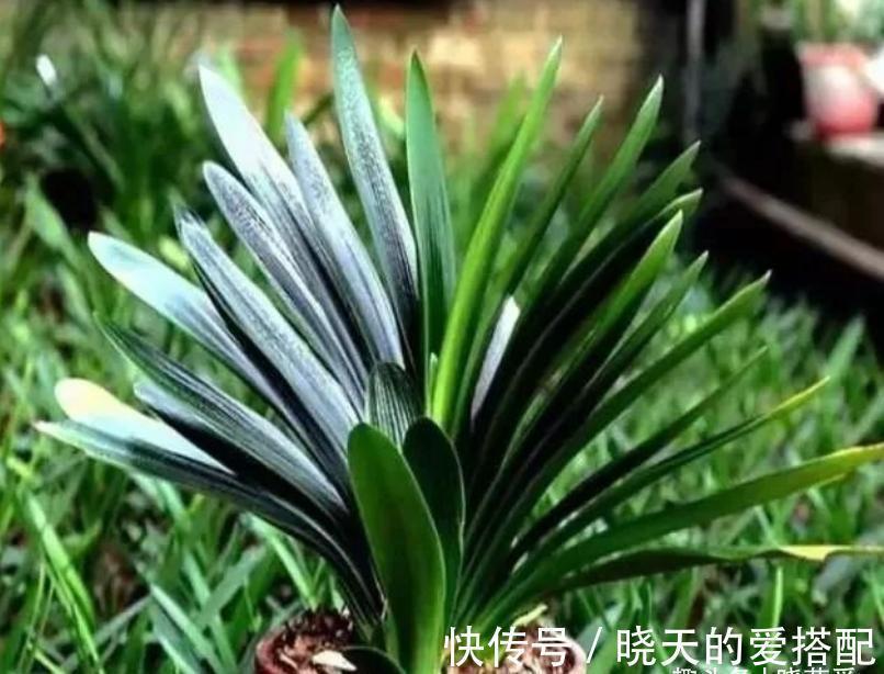 君子兰总是不开花,只用了“这几招”,年年绿叶红花,不断爆花芽