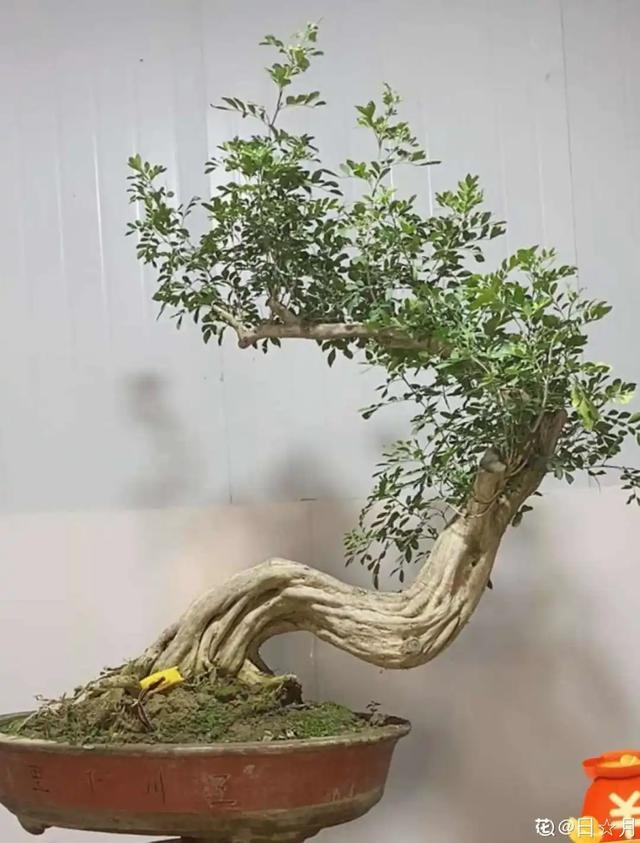 盆景家里养盆松，代代出富翁，镇宅守家福气旺