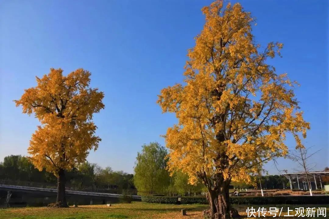 童话|银杏黄了！风雅嘉定等你一览真实存在的“童话梦境”