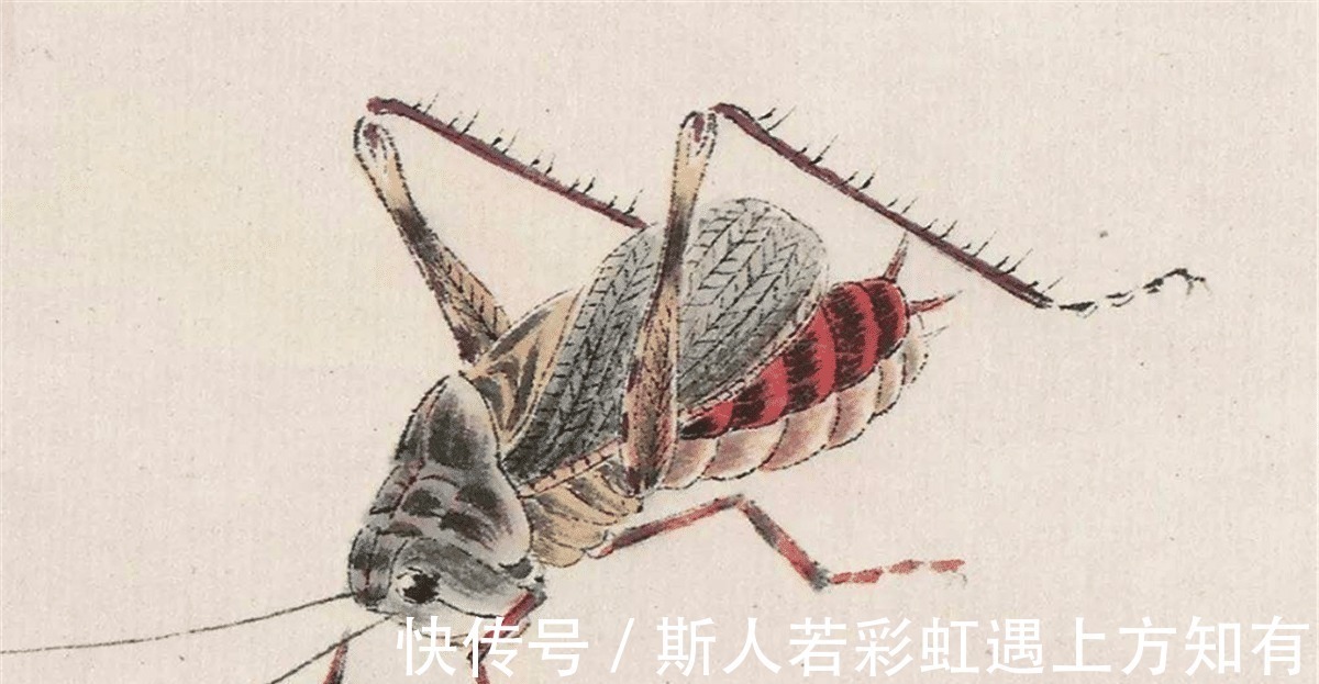 昆虫@齐白石画的一只虾, 专家用高科技缩小到0.618倍, 看到了3D的效果!