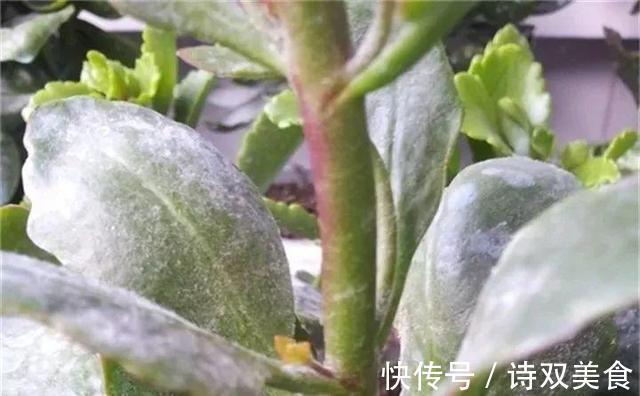 浇水|养花就怕“生虫子”,平时浇水加点“它”,杀菌灭虫,放心养花