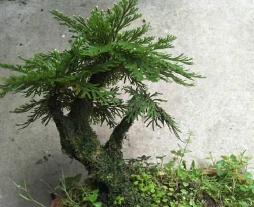 野外一杂草，挖回家就是盆栽，见到是幸运