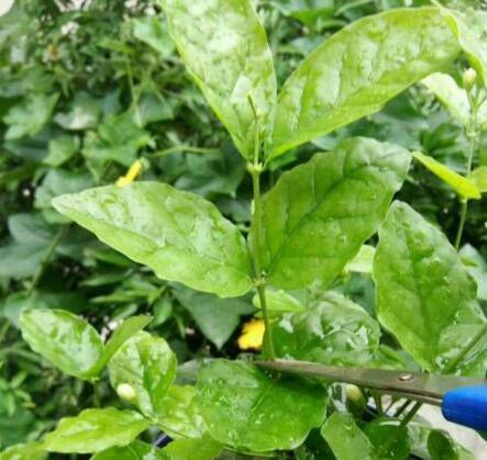 栀子、茉莉不开花这么一处理,花苞“嗖嗖冒”,花朵洁白、芳香