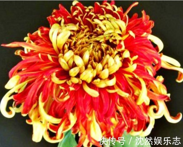 夕阳|喜欢菊花，就养盆“珍稀名菊”唐宇霞辉，似夕阳霞光，温和而秀丽