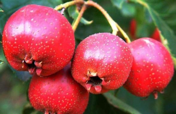 它既美味又有营养,与2种食物搭配后,可助你开胃、治便秘!