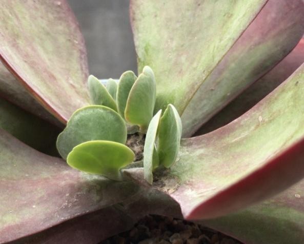 伤口|不管唐印多肉怎么丑,砍一刀,也能爆出一圈侧芽,且颜色红红火火