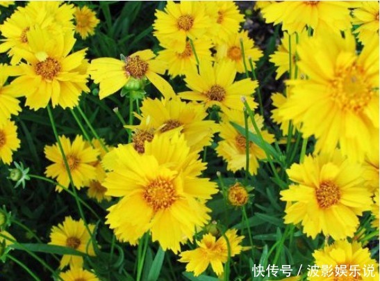 4款不怕热的花，放在阳台一晒，开花一茬接一茬，轻松爆成花海