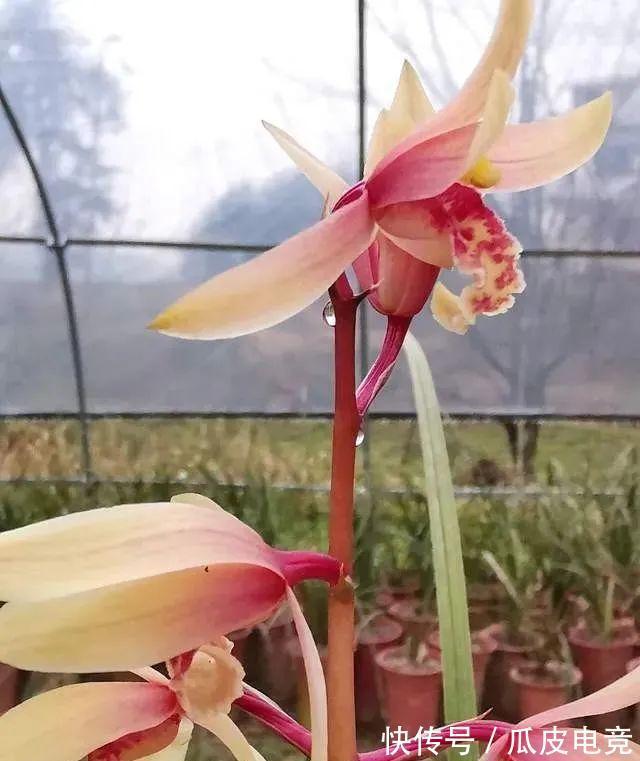 兰花香味不浓,香味不纯?用一个免费技巧,开花时邻居都能闻得到