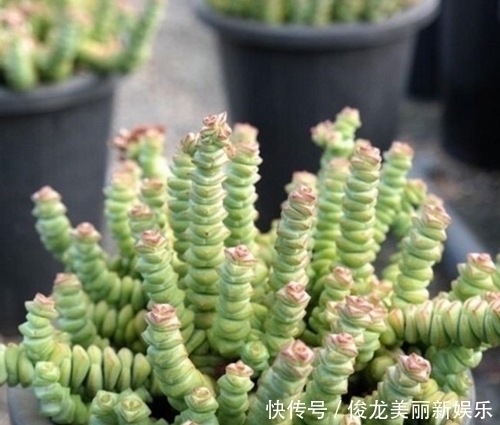 老桩|4种多肉,适合新手养,丢土里就能活,独苗一年长一群