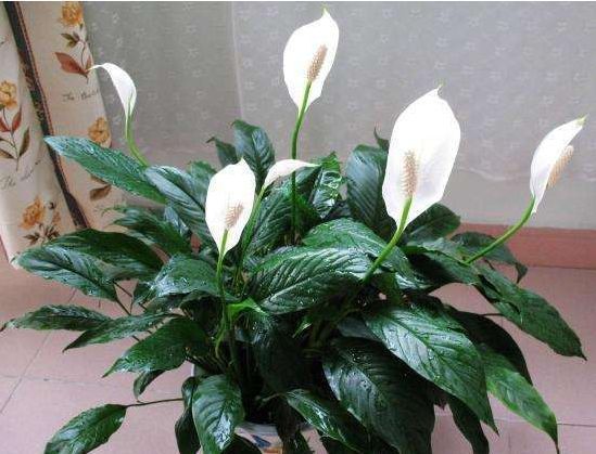 养花,坚持稀肥多施的原则,尽量不用碱性水浇花