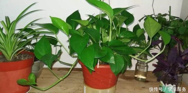 3种花,就得趁现在扦插,再晚就不生根了!3种花,就得趁现在扦插,再晚就不生根了!