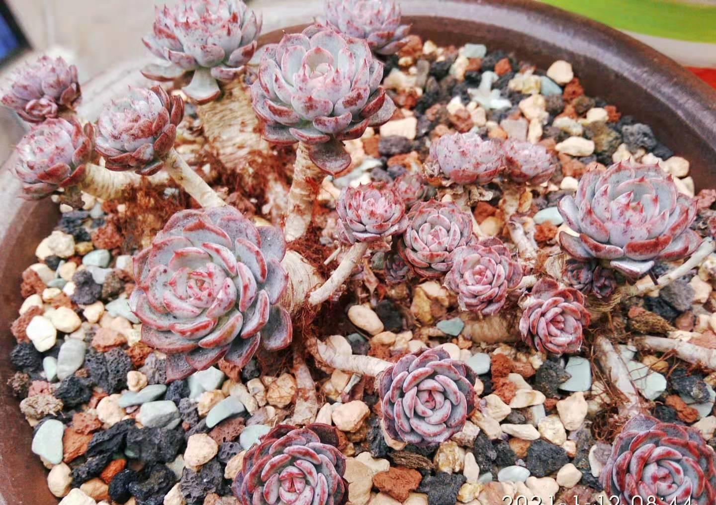 放在楼顶的多肉虽有轻微冻伤,但问题不大,目前依然还在坚持露养