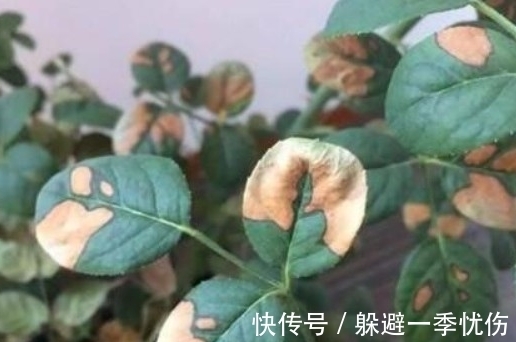 月季药害了怎么办,做好4点防药害,及时干预促生长