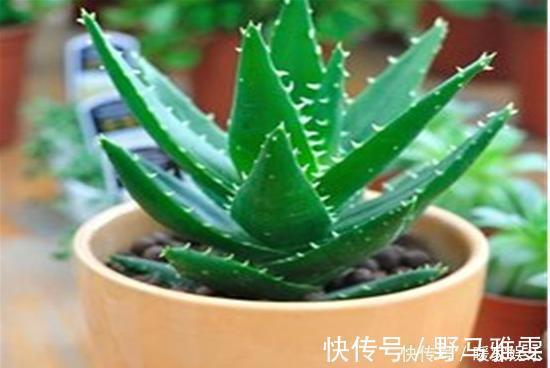 吊兰|7种“有益花”,养在家里身体好,清新空气病菌少,你家还没养