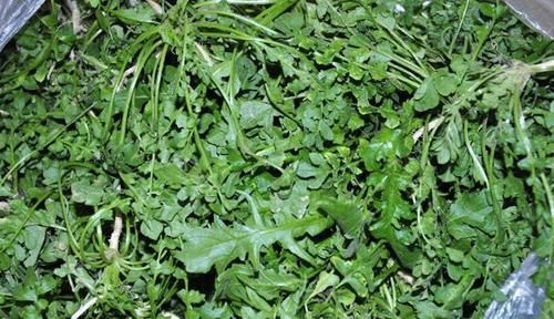 中薪|惊蛰过后，多吃这2红2绿，家人身体健康，顺应时节，别不懂吃