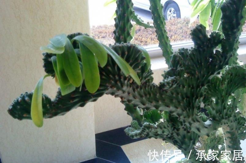 绿植|4种霸气侧漏的“丑绿植”，四季油绿寓意好，是家庭盆栽佳品