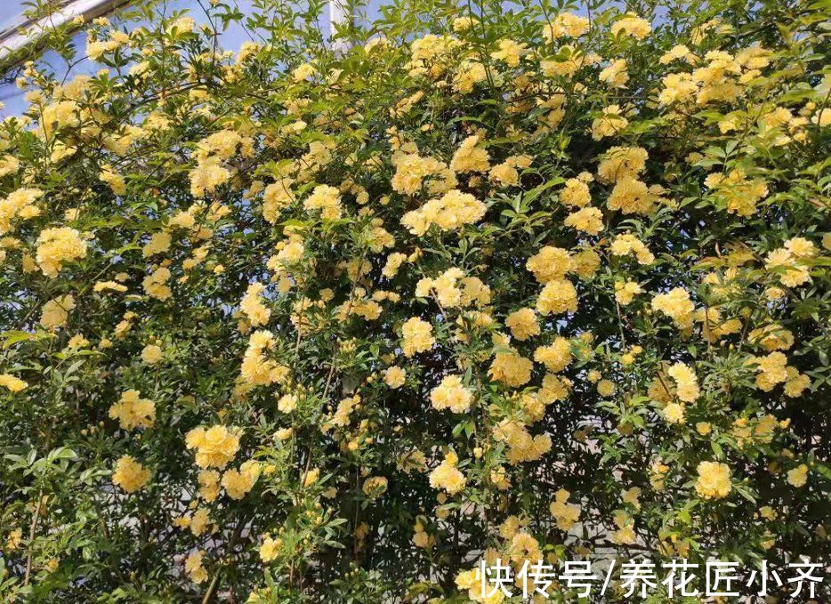 7种“爬藤花”，花园必须种一棵，1年爬满墙，开成花瀑布