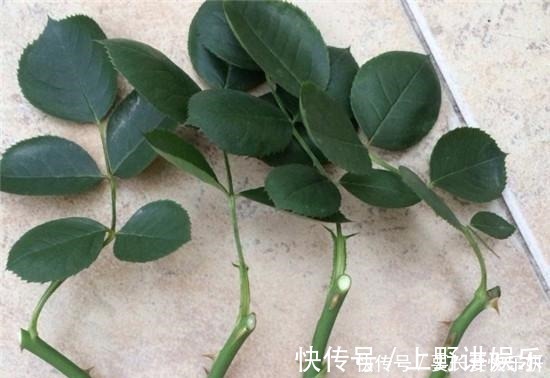 养分|扦插月季只长新叶不长根2种处理方法,提高成活率!