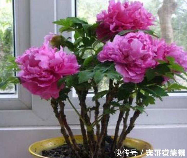 玫瑰花|养花就养这几款,全年开花不停,花香四溢飘满屋,美