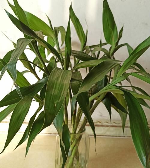 光照逐渐变强，5种花要及时换地方，别被晒伤了