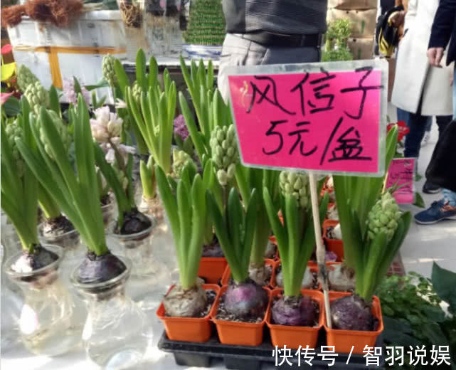 鱼骨令箭|家养一盆“千日红”,花朵娇艳,耐旱又耐热,花期长,开100天