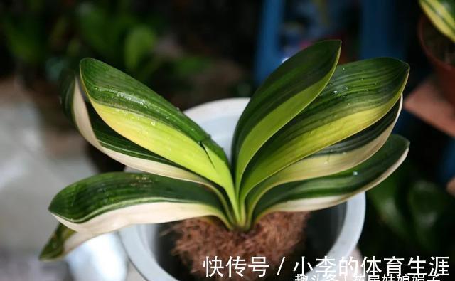 君子兰出现5个特征，是需要翻盆了，但时机不成熟，做好3点能缓解