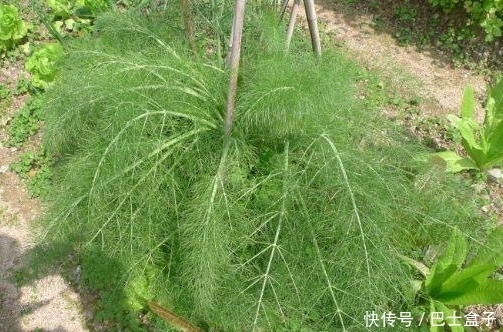 缓解|乡下几种野菜,具有缓解痉挛、减轻疼痛、健胃行气的功效