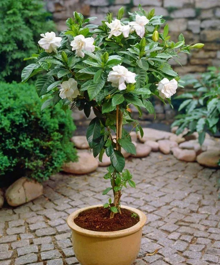 琴叶榕|这些“漂亮花”，7月不修剪，来年没花看，后悔一整年