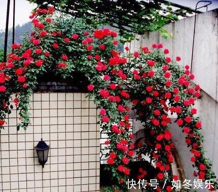 不喝酒不抽烟,此花也得种2棵,它比桂花还香!