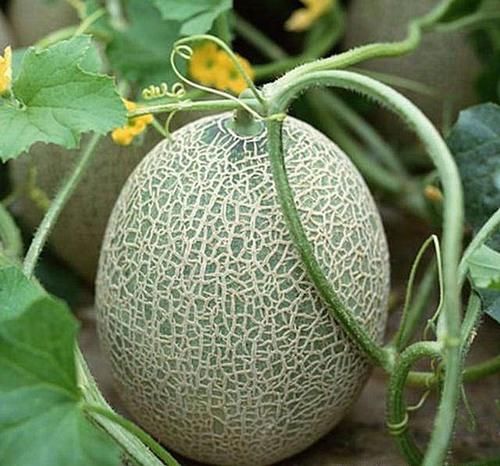 不想身材差,多吃的食物,补肝明目,滋阴润肠,吃了变苗条