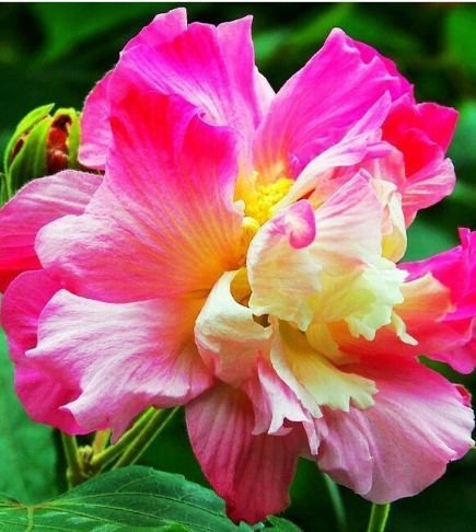 夏天养此款花卉,不怕冷、不怕热,开花漂亮花期长!