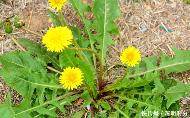 户外常见的“野草”,竟是肝“天然卫士”,泡水喝肝会“感激”你