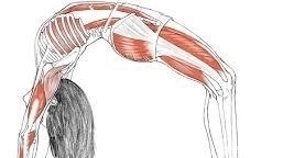 弯体式|练瑜伽后弯体式,你的臀部肌肉到底要放松还是收紧?