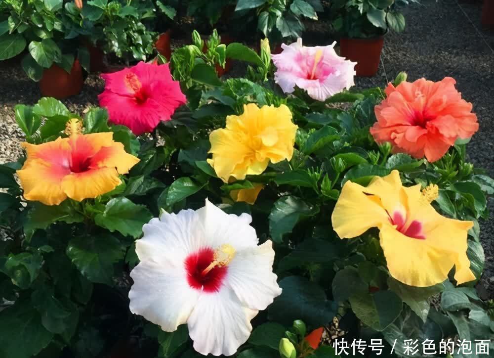 太阳花|喜欢天天晒太阳的“6种花”,越晒花越艳花越大,太好看了吧