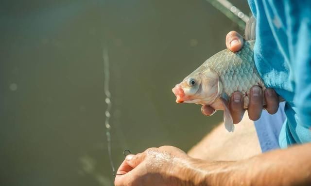 钓鱼|钓鱼的核心要素，全部领悟并掌握，你离“钓神”不远了