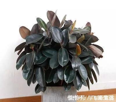 有型|橡皮树有个“贱毛病”!越剪越有型,越剪越好看,赶紧学!