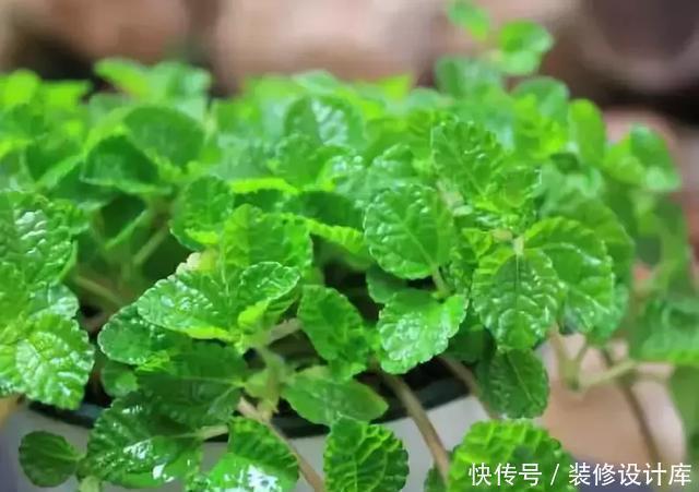 生长|卫生间放一盆这个植物,异味全跑光,绿意盎然又芬芳