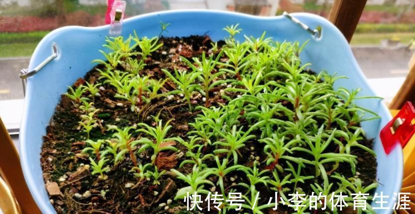 家里有个小院子别浪费，养这3种花，打理简单，开花如花海