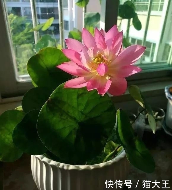 种花|3种花,明明开花很漂亮,却因花名被很多人“嫌弃”,太冤了!