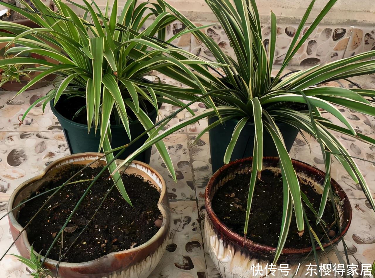 发酵|养花最好的“有机肥”,原来是粪球球,什么植物都能用,养啥都旺