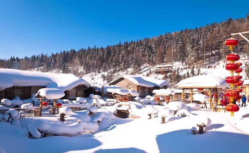 花草|养花,冬天能用雪水浇灌,往往花朵大,颜色鲜艳,香味浓郁