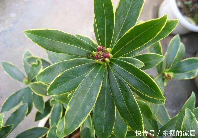 养花|在家养花,就养3种“招财花”,天天好运来,富贵人家都会养