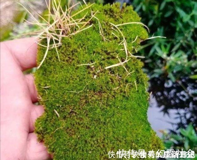 采集|养盆景，怎样才能在盆面上长出青苔，增加观赏性！