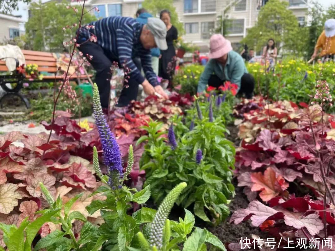 花园|从菜地式种植到花园式管理 睦邻花园与社区园艺师擦出美丽“花火”