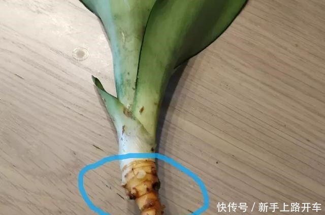8种花换盆,换好了生一堆,换错立马死!8种花换盆,换好了生一堆,换错立马死!