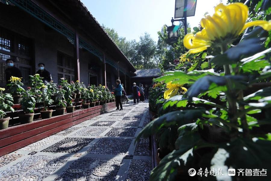 海豹池|菊花吐蕊，菊香四溢，趵突泉菊展代客来