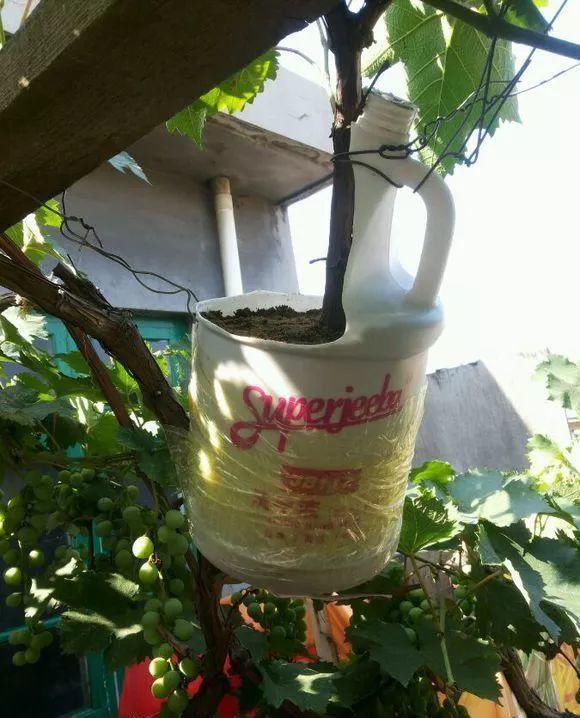 葡萄无花果插在塑料瓶里，2周生根，成活率高，1株变10株！